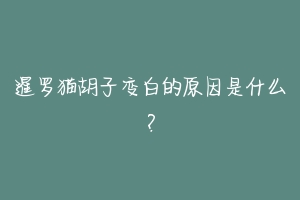 暹罗猫胡子变白的原因是什么？