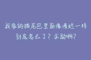 我家的猫尾巴里面像溃烂一样到底怎么了？求助啊？