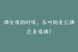 猫发情的时候，在叫的是公猫还是母猫？