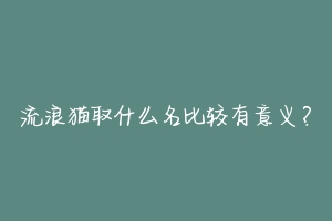 流浪猫取什么名比较有意义？