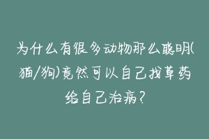 为什么有很多动物那么聪明(猫/狗)竟然可以自己找草药给自己治病？