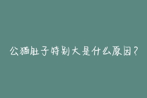 公猫肚子特别大是什么原因？