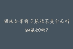 猫咪如果得了尿结石是什么样的症状啊？