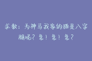 求教：为神马我家的猫是八字腿呢？急！急！急？