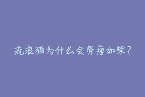 流浪猫为什么会骨瘦如柴？