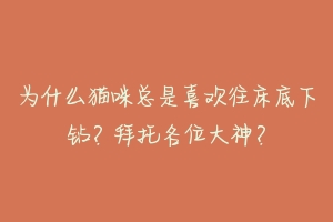 为什么猫咪总是喜欢往床底下钻？拜托各位大神？