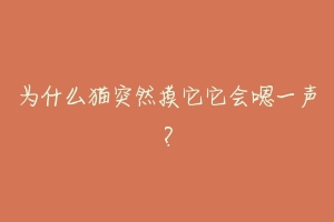 为什么猫突然摸它它会嗯一声？