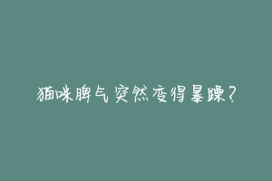 猫咪脾气突然变得暴躁？