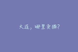 大连，哪里卖猫？