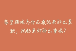 家里猫咪为什么摸起来那么柔软，抱起来却那么重呢？