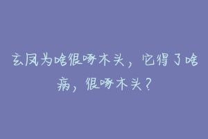 玄凤为啥很啄木头，它得了啥病，很啄木头？