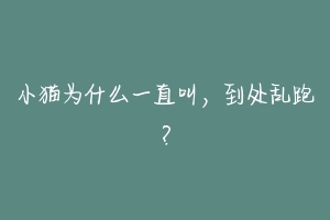 小猫为什么一直叫，到处乱跑？