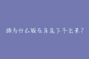 猫为什么躲在床底下不出来？