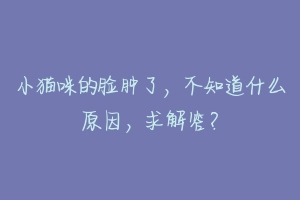 小猫咪的脸肿了，不知道什么原因，求解答？