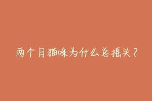 两个月猫咪为什么总摇头？