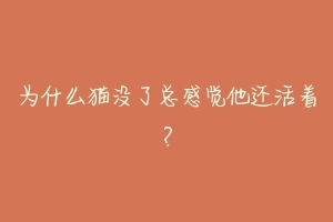 为什么猫没了总感觉他还活着？