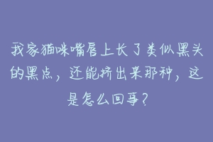 我家猫咪嘴唇上长了类似黑头的黑点，还能挤出来那种，这是怎么回事？