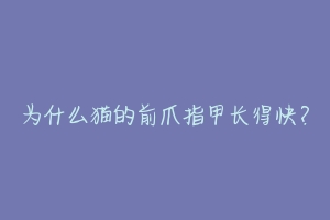 为什么猫的前爪指甲长得快？