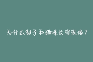 为什么豹子和猫咪长得很像？