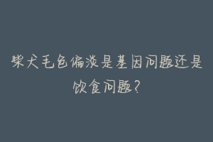 柴犬毛色偏淡是基因问题还是饮食问题？