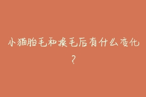 小猫胎毛和换毛后有什么变化？