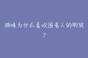 猫咪为什么喜欢围着人的脚转？