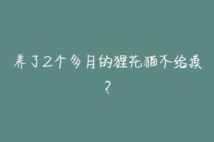 养了2个多月的狸花猫不给摸？