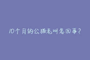 10个月的公猫老叫怎回事？