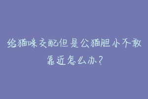 给猫咪交配但是公猫胆小不敢靠近怎么办？