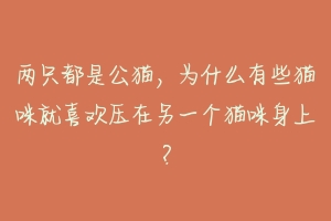 两只都是公猫，为什么有些猫咪就喜欢压在另一个猫咪身上？