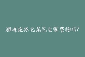 猫咪跑抓它尾巴会很害怕吗?