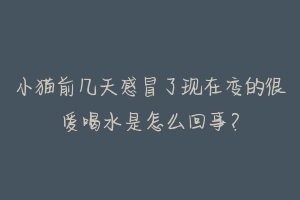 小猫前几天感冒了现在变的很爱喝水是怎么回事？