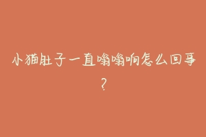 小猫肚子一直嗡嗡响怎么回事？