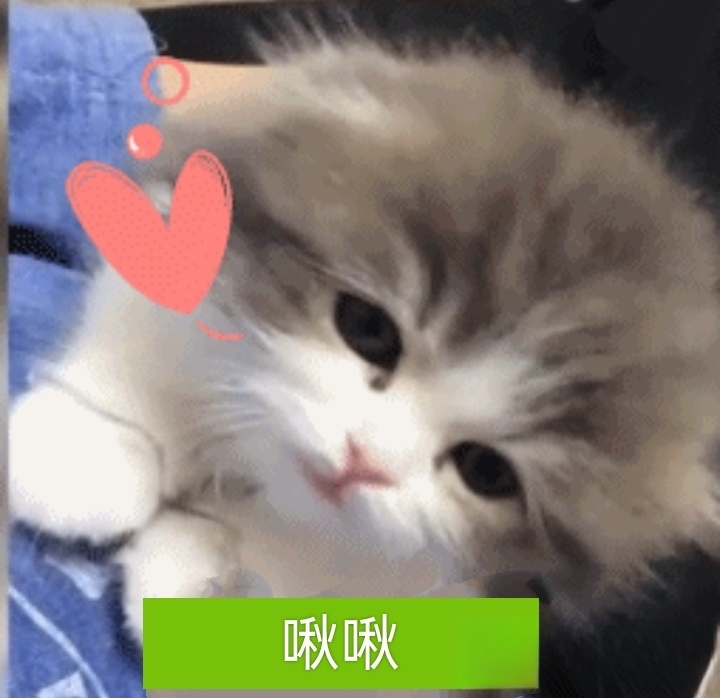 猫咪怎么训练听指令和对话？