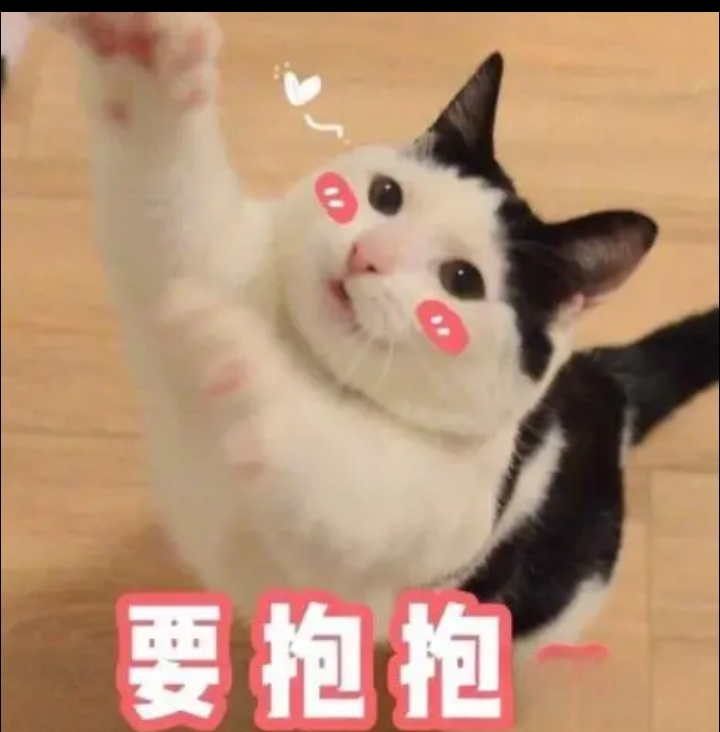 猫咪怎么训练听指令和对话？