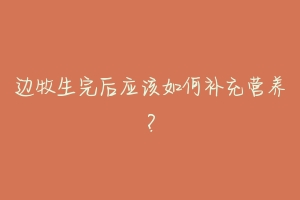 边牧生完后应该如何补充营养？