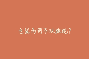 仓鼠为何不玩跑轮？