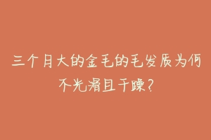 三个月大的金毛的毛发质为何不光滑且干躁？