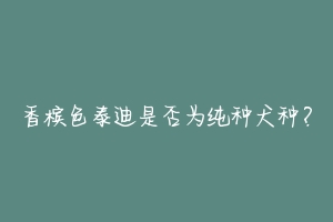 香槟色泰迪是否为纯种犬种？