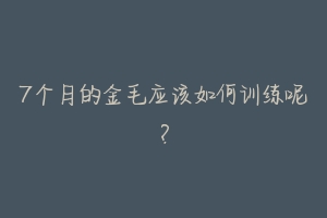 7个月的金毛应该如何训练呢？