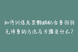 如何训练虎皮鹦鹉配合剪羽羽毛修剪的方法及步骤是什么？