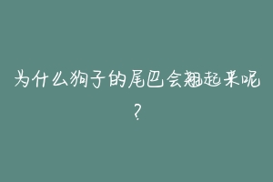 为什么狗子的尾巴会翘起来呢？