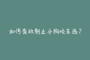 如何有效制止小狗咬东西？