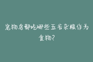 宠物鸟都吃哪些五谷杂粮作为食物？