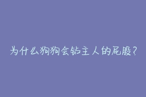 为什么狗狗会钻主人的屁股？