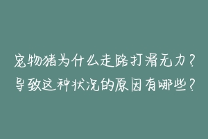 宠物猪为什么走路打滑无力？导致这种状况的原因有哪些？