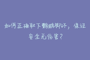 如何正确取下鹦鹉脚环，保证安全无伤害？