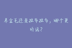 养金毛还是拉布拉多，哪个更听话？