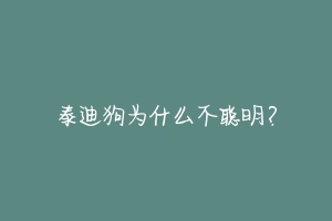 泰迪狗为什么不聪明？