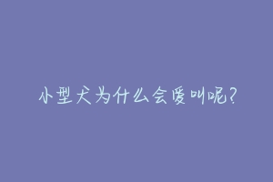 小型犬为什么会爱叫呢？